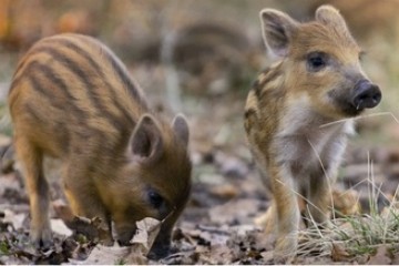See if you can spot a wild boar or two in the forest around us  ...